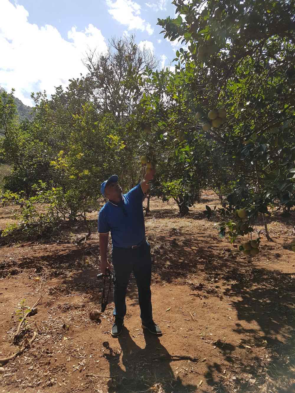 man at orange trees